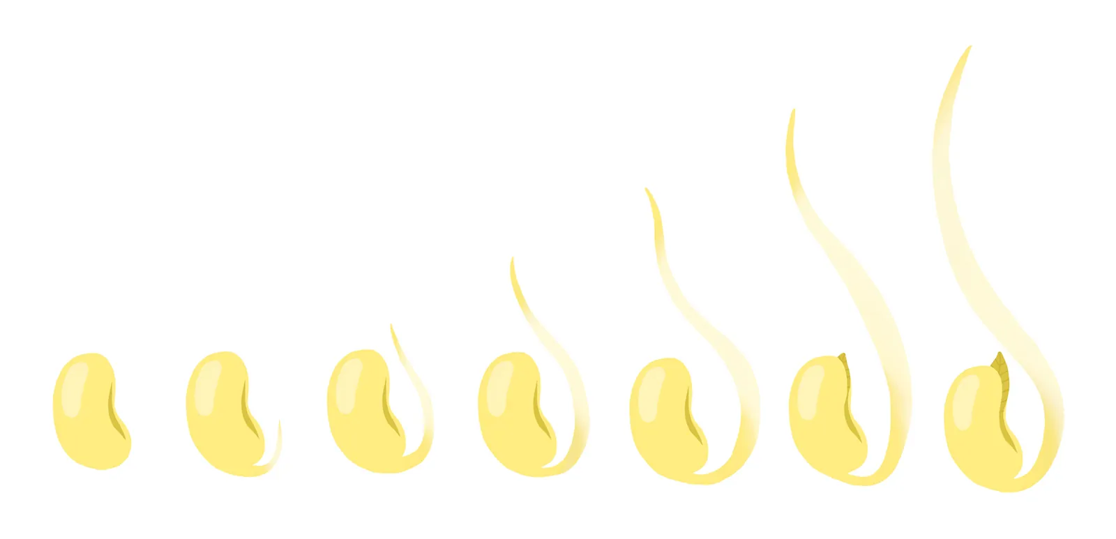 bean sprout1