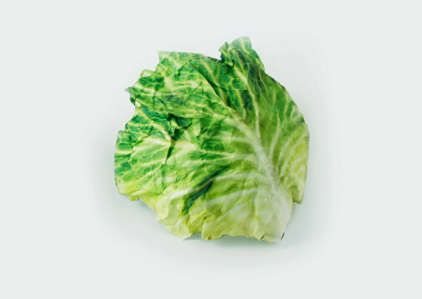 cabbage1