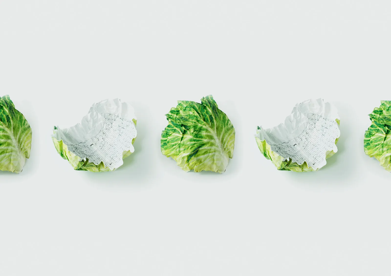 cabbage3
