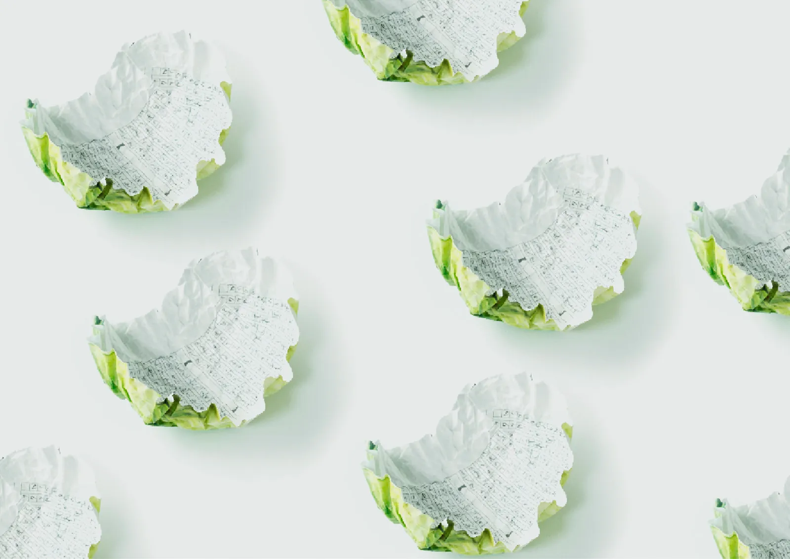 cabbage4