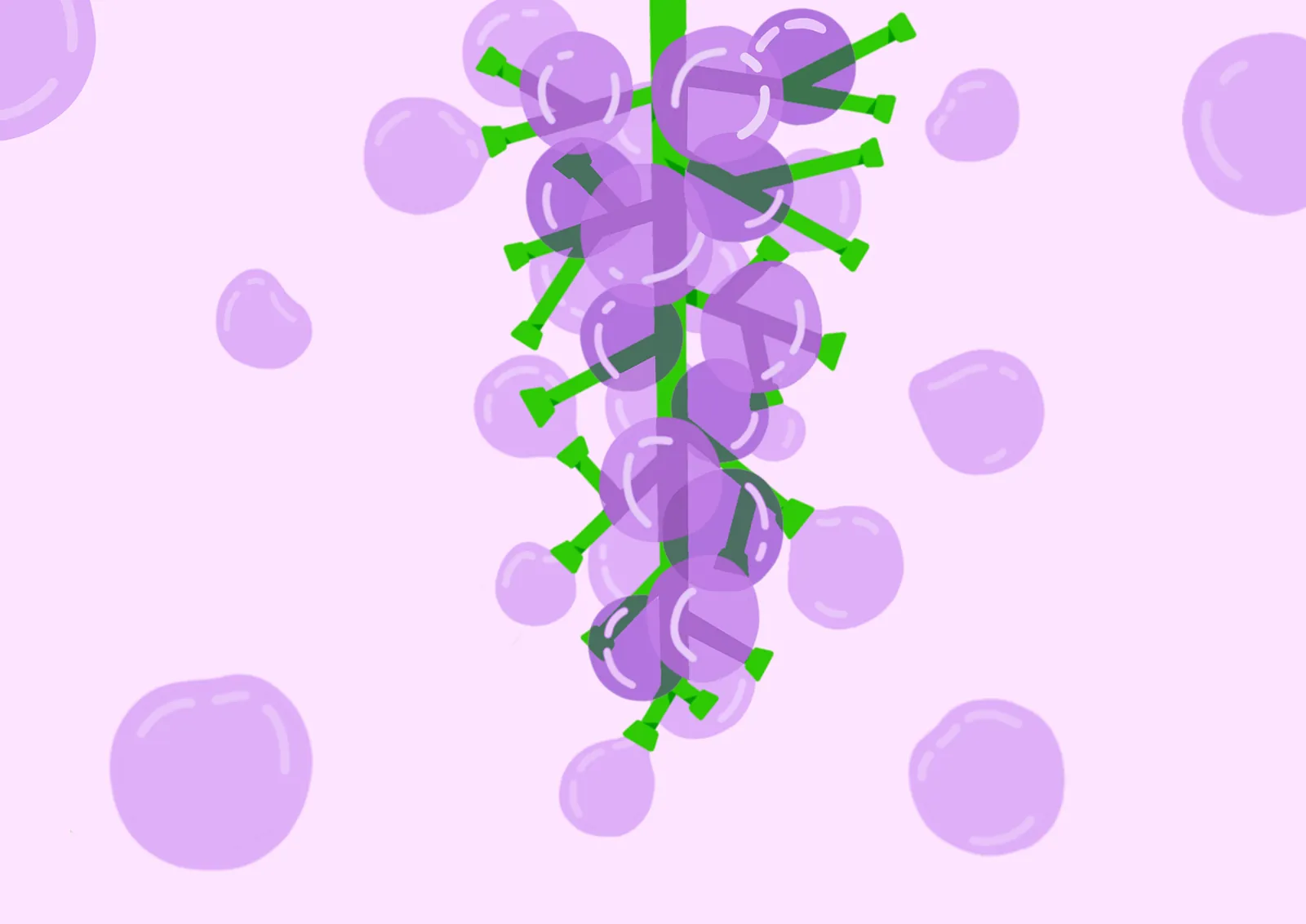 grape1
