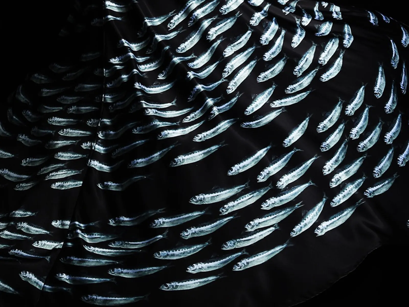 sardine1