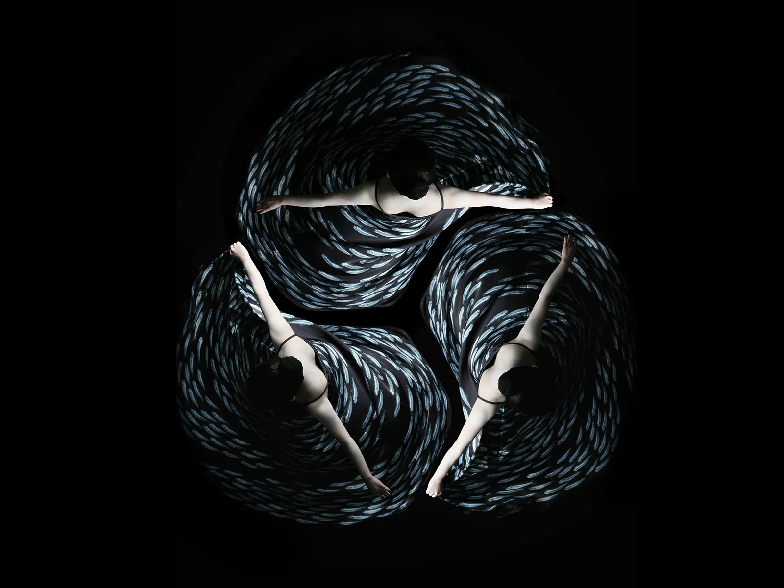 sardine8